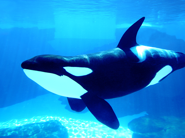 Picture of whale at Seaworld