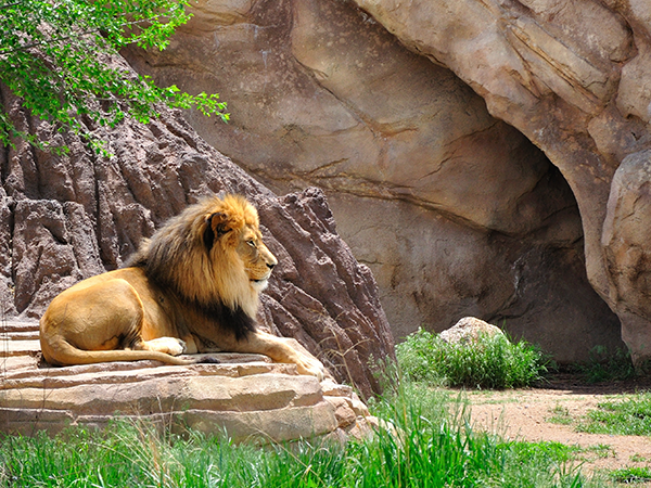 Lion sitting on a rock