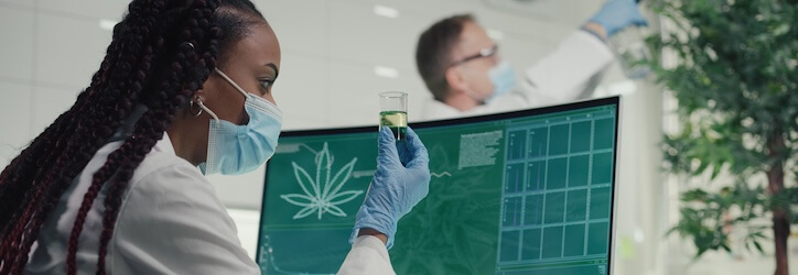 Diverse scientists working in lab. Testing medical marijuana buds, preparing medicine. Doctor working in background